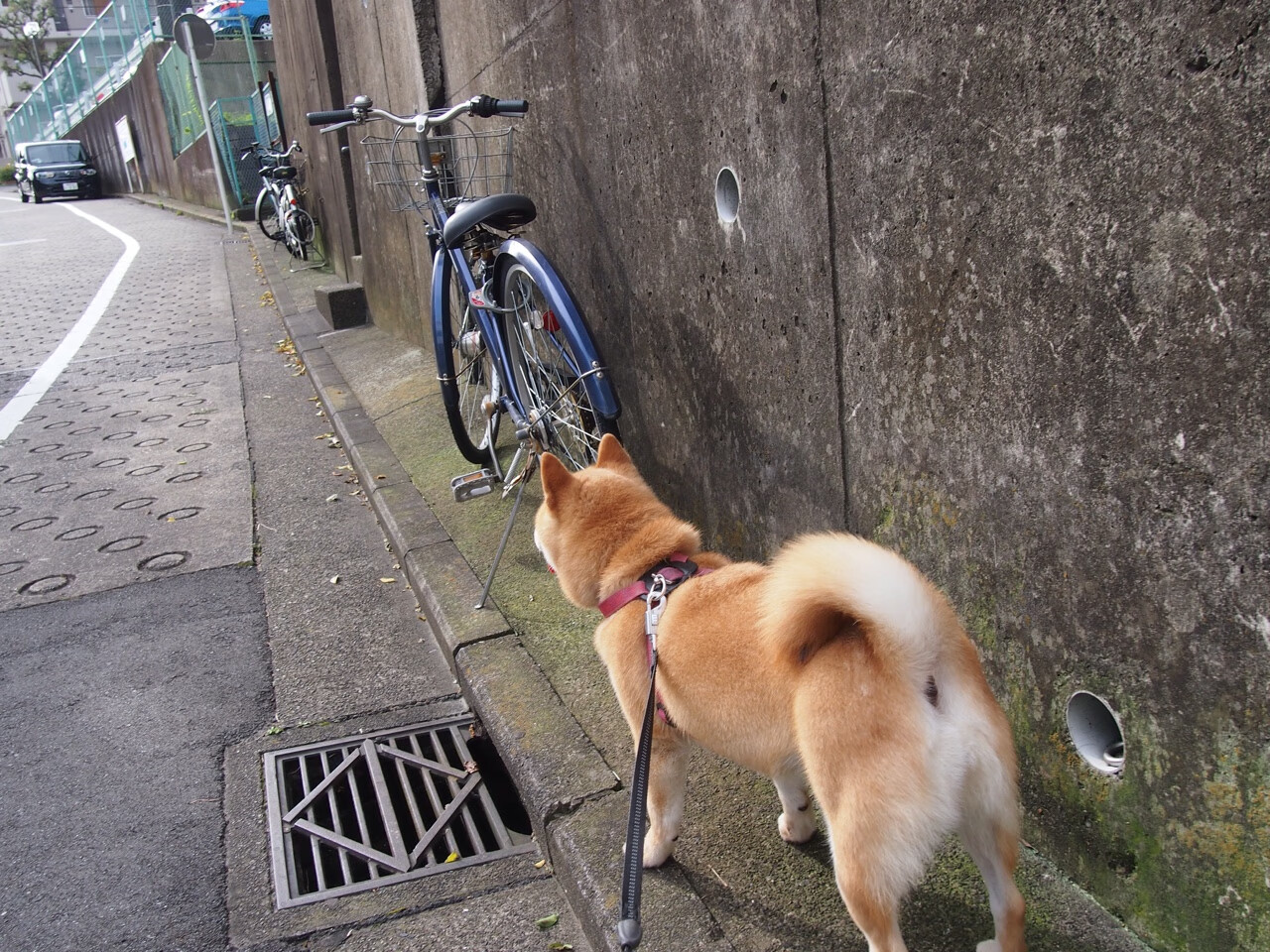 赛道与海岸的交锋,摩纳哥末节绝杀克罗地亚的启示